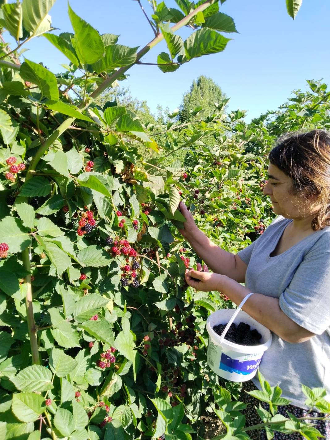 Erzincan'da hasadı başladı: Kimyasal kullanmadan dondurulup kurutuluyor 4